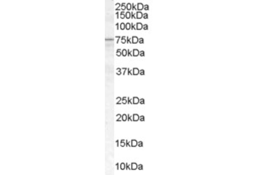 Western Blot - Anti-ACSL5 Antibody (A83201) - Antibodies.com