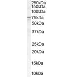 Western Blot - Anti-ACSL5 Antibody (A83201) - Antibodies.com