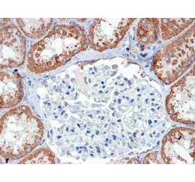 Immunohistochemistry - Anti-USP16 Antibody (A83203) - Antibodies.com