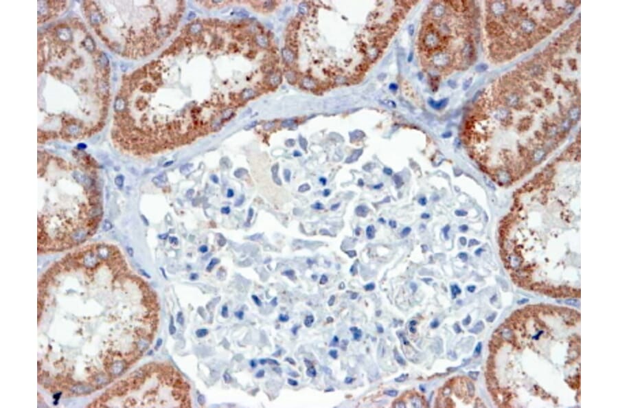 Immunohistochemistry - Anti-USP16 Antibody (A83203) - Antibodies.com