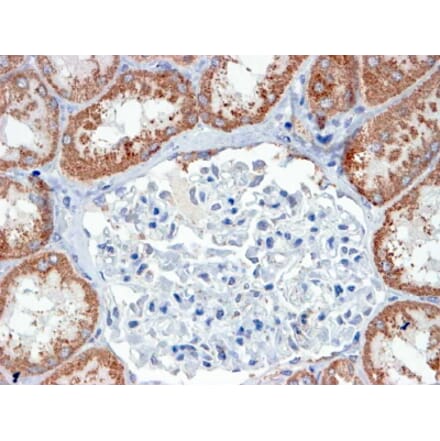 Immunohistochemistry - Anti-USP16 Antibody (A83203) - Antibodies.com