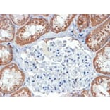 Immunohistochemistry - Anti-USP16 Antibody (A83203) - Antibodies.com