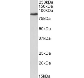 Western Blot - Anti-Transglutaminase 2 Antibody (A83205) - Antibodies.com