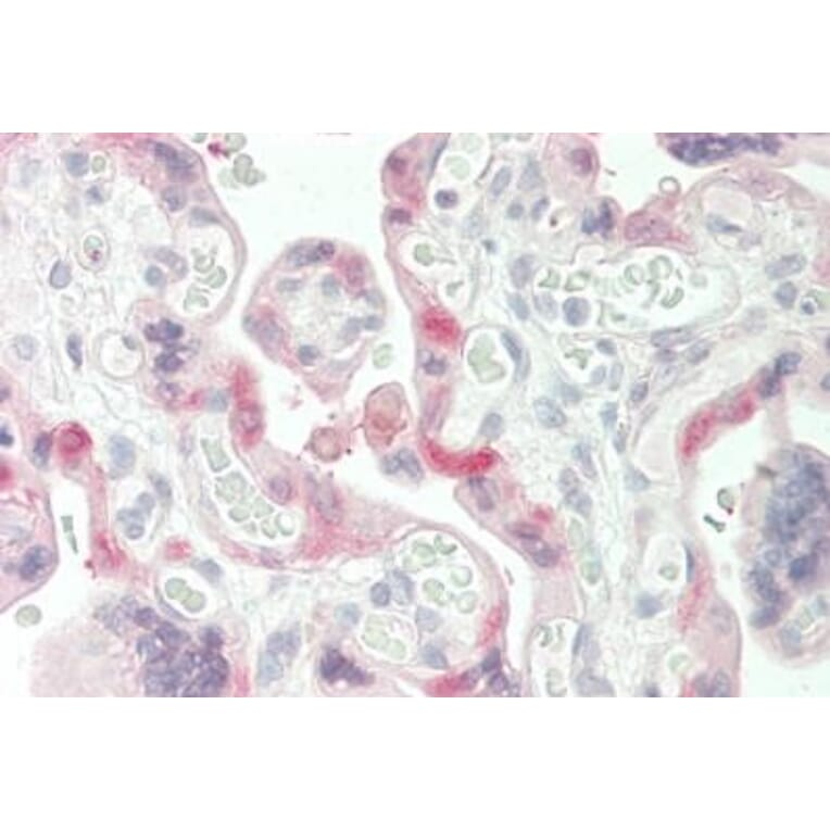 Immunohistochemistry - Anti-Transglutaminase 2 Antibody (A83205) - Antibodies.com