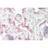 Immunohistochemistry - Anti-Transglutaminase 2 Antibody (A83205) - Antibodies.com