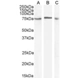 Western Blot - Anti-TAK1 Antibody (A83207) - Antibodies.com