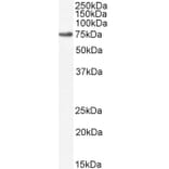 Western Blot - Anti-TAK1 Antibody (A83207) - Antibodies.com