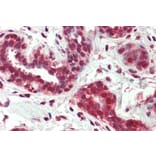 Immunohistochemistry - Anti-NUR77 Antibody (A83208) - Antibodies.com