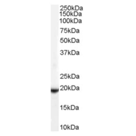 Western Blot - Anti-Glutathione Peroxidase 4 Antibody (A83209) - Antibodies.com