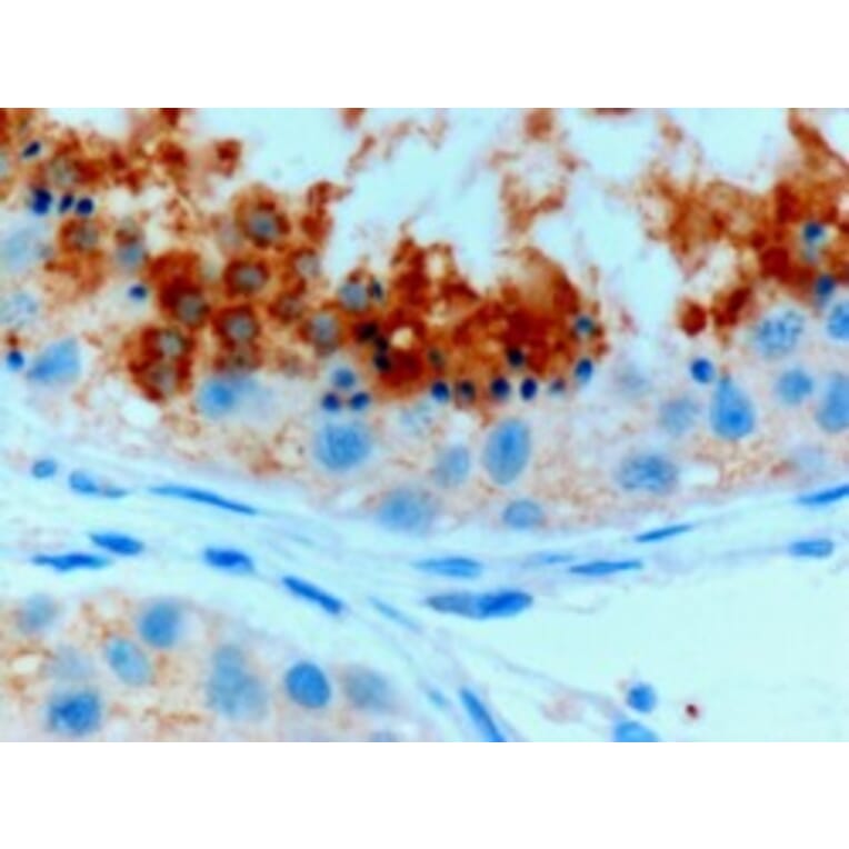 Immunohistochemistry - Anti-Glutathione Peroxidase 4 Antibody (A83209) - Antibodies.com