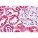 Immunohistochemistry - Anti-BAP31 Antibody (A83210) - Antibodies.com