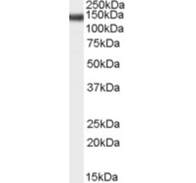 Western Blot - Anti-STAG2 Antibody (A83211) - Antibodies.com