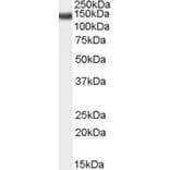 Western Blot - Anti-STAG2 Antibody (A83211) - Antibodies.com