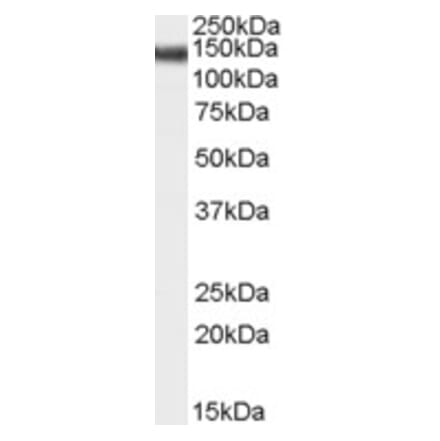 Western Blot - Anti-STAG2 Antibody (A83211) - Antibodies.com