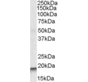 Western Blot - Anti-ARPC4 Antibody (A83213) - Antibodies.com