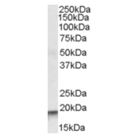 Western Blot - Anti-ARPC4 Antibody (A83213) - Antibodies.com