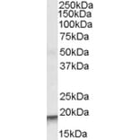 Western Blot - Anti-ARPC4 Antibody (A83213) - Antibodies.com