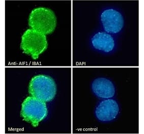 Immunofluorescence - Anti-Iba1 Antibody (A83214) - Antibodies.com