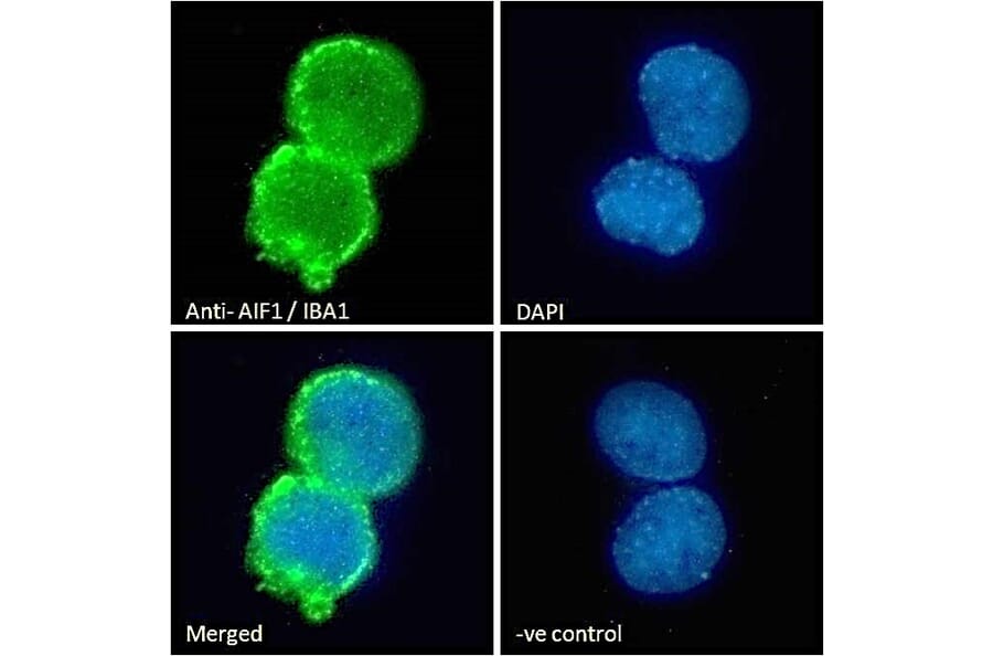 Immunofluorescence - Anti-Iba1 Antibody (A83214) - Antibodies.com