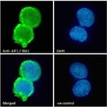 Immunofluorescence - Anti-Iba1 Antibody (A83214) - Antibodies.com