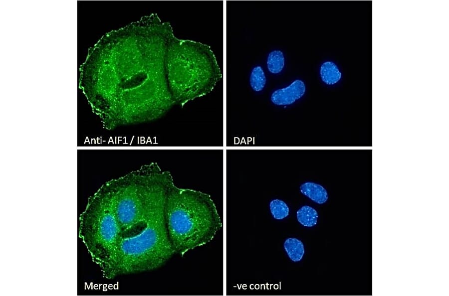 Immunofluorescence - Anti-Iba1 Antibody (A83214) - Antibodies.com