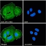 Immunofluorescence - Anti-Iba1 Antibody (A83214) - Antibodies.com