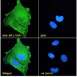 Immunofluorescence - Anti-Iba1 Antibody (A83214) - Antibodies.com