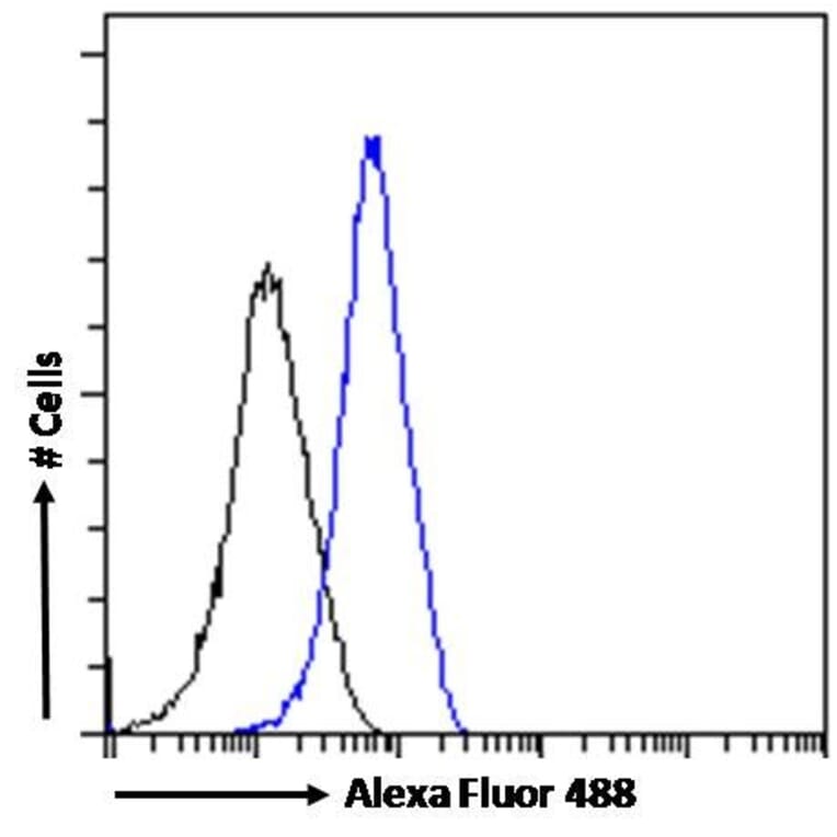 Flow Cytometry - Anti-Iba1 Antibody (A83214) - Antibodies.com
