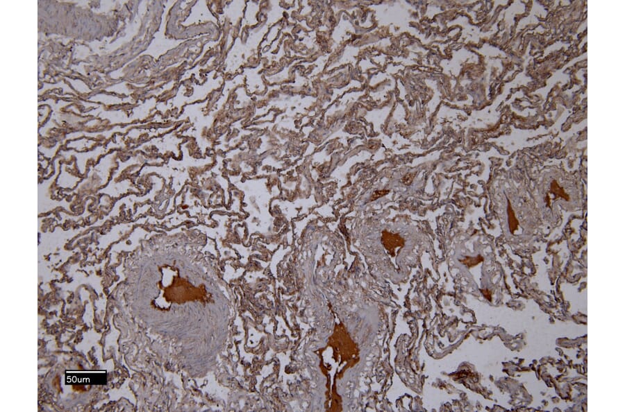 Immunohistochemistry - Anti-Iba1 Antibody (A83214) - Antibodies.com