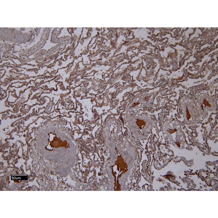 Immunohistochemistry - Anti-Iba1 Antibody (A83214) - Antibodies.com