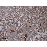 Immunohistochemistry - Anti-Iba1 Antibody (A83214) - Antibodies.com