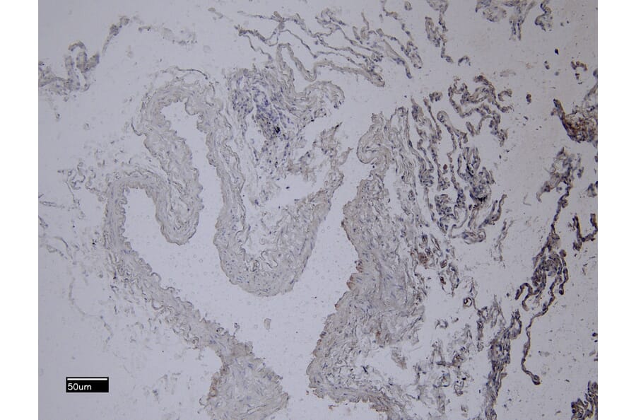 Immunohistochemistry - Anti-Iba1 Antibody (A83214) - Antibodies.com