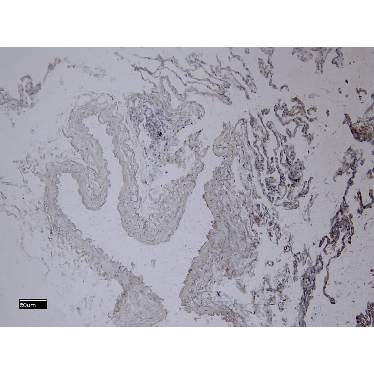 Immunohistochemistry - Anti-Iba1 Antibody (A83214) - Antibodies.com