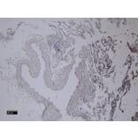 Immunohistochemistry - Anti-Iba1 Antibody (A83214) - Antibodies.com