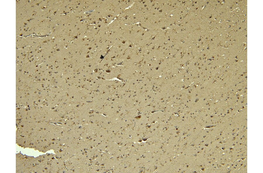 Immunohistochemistry - Anti-Iba1 Antibody (A83214) - Antibodies.com