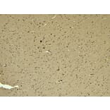 Immunohistochemistry - Anti-Iba1 Antibody (A83214) - Antibodies.com