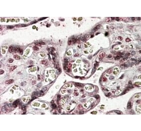 Immunohistochemistry - Anti-NFATC4 Antibody (A83215) - Antibodies.com