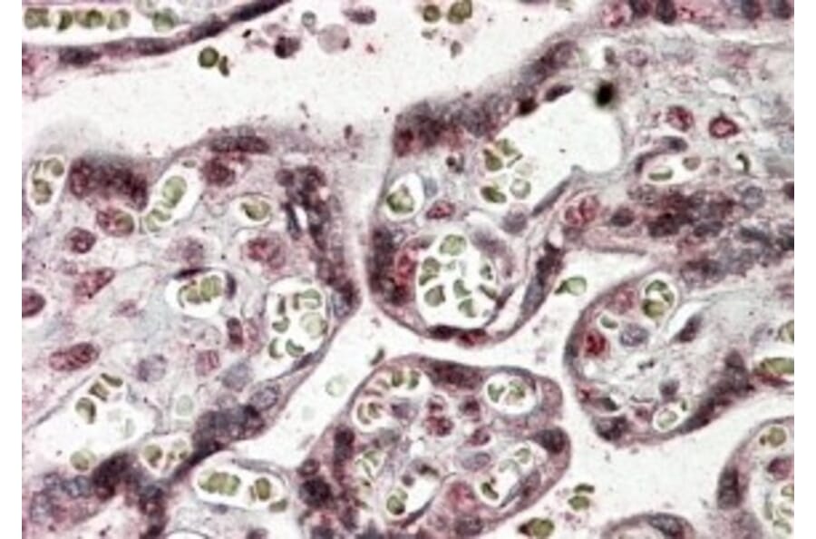 Immunohistochemistry - Anti-NFATC4 Antibody (A83215) - Antibodies.com