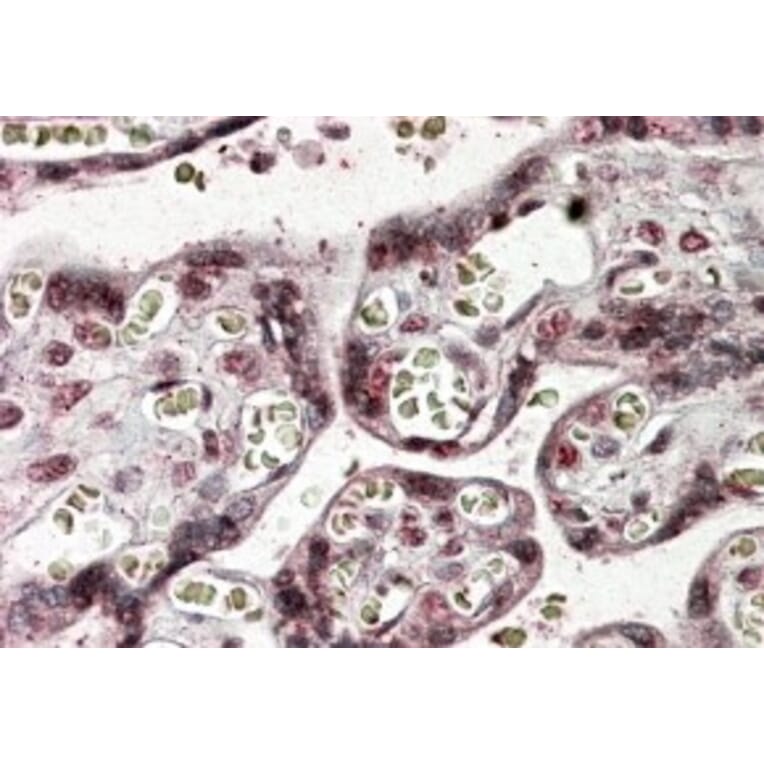 Immunohistochemistry - Anti-NFATC4 Antibody (A83215) - Antibodies.com