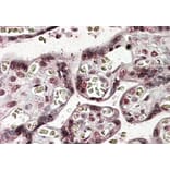 Immunohistochemistry - Anti-NFATC4 Antibody (A83215) - Antibodies.com