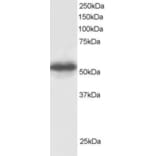 Western Blot - Anti-CSN1 Antibody (A83219) - Antibodies.com