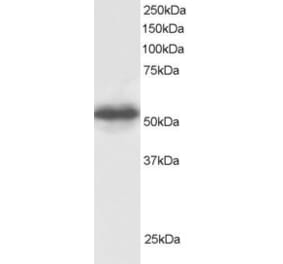Western Blot - Anti-GPS1 Antibody (A83219) - Antibodies.com