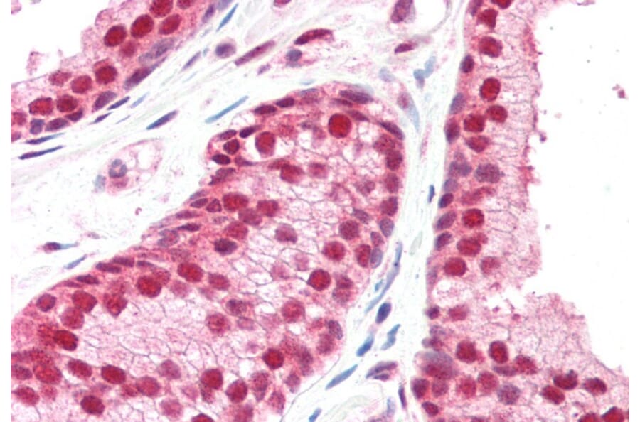 Immunohistochemistry - Anti-CSN1 Antibody (A83219) - Antibodies.com