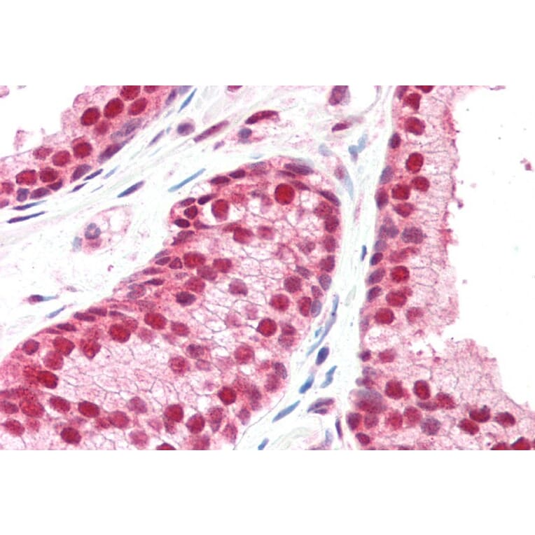 Immunohistochemistry - Anti-CSN1 Antibody (A83219) - Antibodies.com