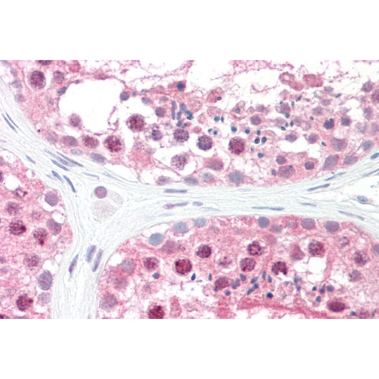 Immunohistochemistry - Anti-CSN1 Antibody (A83219) - Antibodies.com