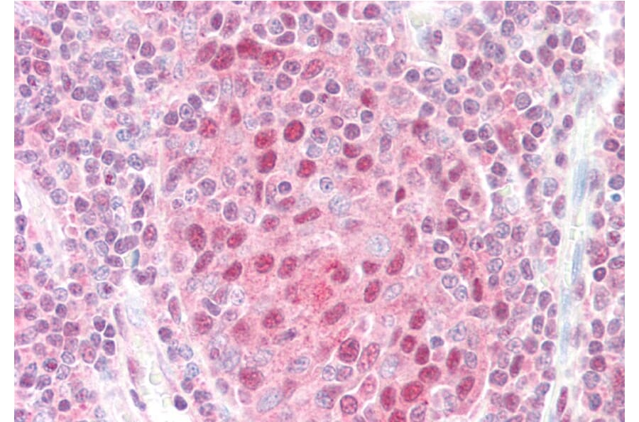 Immunohistochemistry - Anti-CSN1 Antibody (A83219) - Antibodies.com