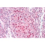 Immunohistochemistry - Anti-CSN1 Antibody (A83219) - Antibodies.com