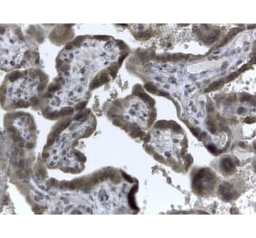 Immunohistochemistry - Anti-EVC2 Antibody (A83220) - Antibodies.com