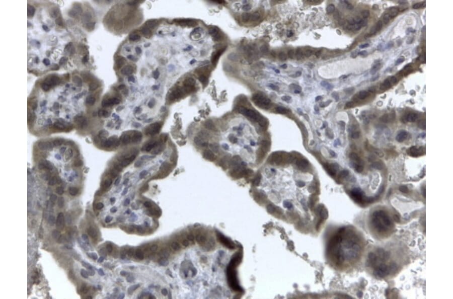 Immunohistochemistry - Anti-EVC2 Antibody (A83220) - Antibodies.com