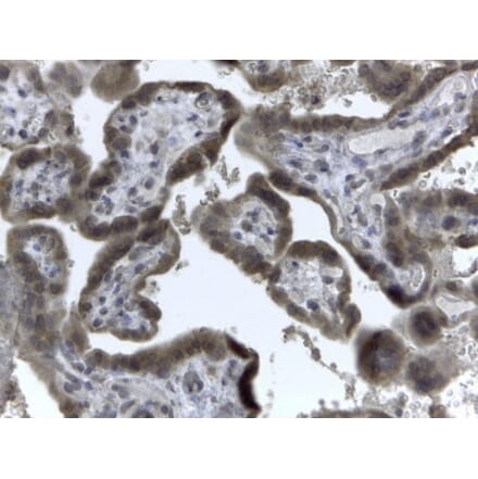 Immunohistochemistry - Anti-EVC2 Antibody (A83220) - Antibodies.com